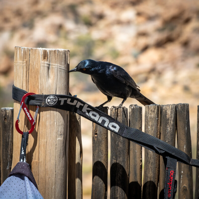 Turkana BatBelt, daisy chain camping strap, motorcycle camping gear, overland utility strap, camp gear organizer