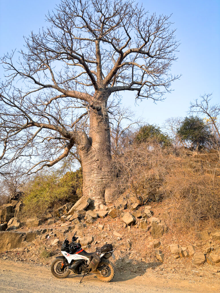 Adventure riding in Zimbabwe means sharing the road with giants — KTM 790 Adventure and Turkana Gear Mad Mules under a mighty Baobab.